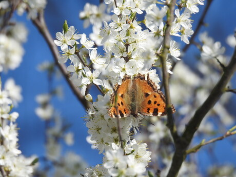 Grote  Vos op Sleedoorn in het Romeins voedselbos, Nijmegen 2026