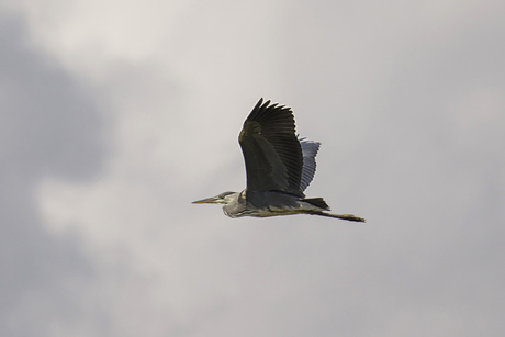 Blauwe reiger