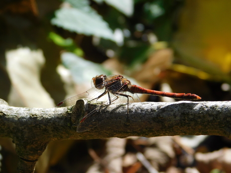 pfoe...ik zit nu op 15 push-ups nog 5 te gaan