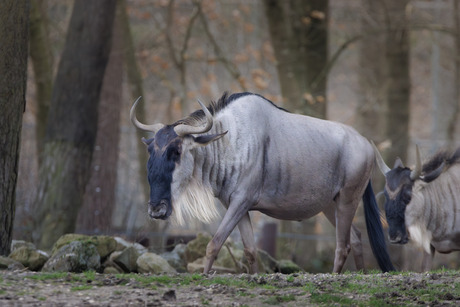 Oostelijke Witbaardgnoe