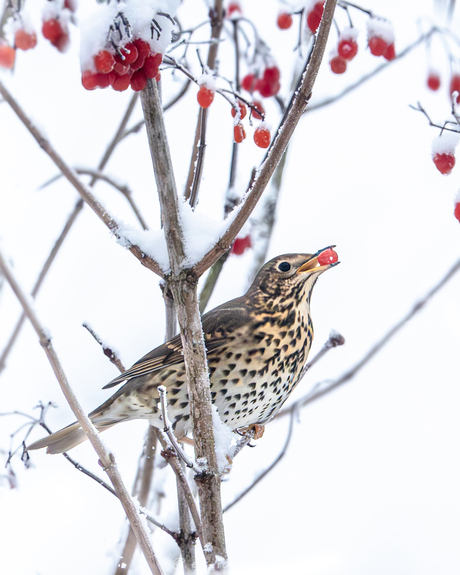 snoepende zanglijster 