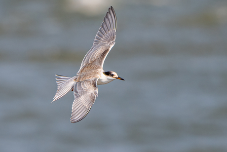 Visdiefje (juveniel)