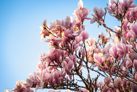 Magnolia in bloei