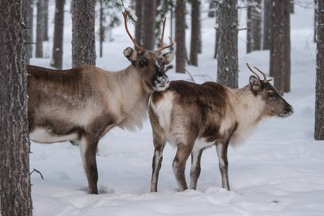Ho, ho ho, rendieren in Zweeds Lapland