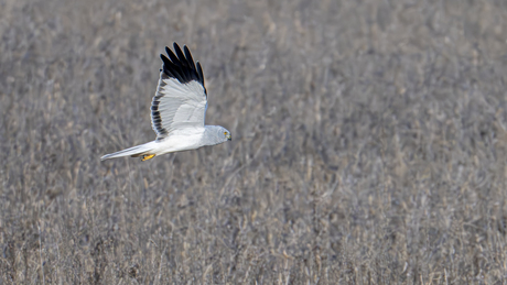 Blauwe kiekendief ♂️
