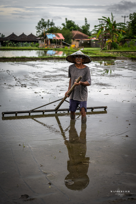 Balinese rijstveld werker