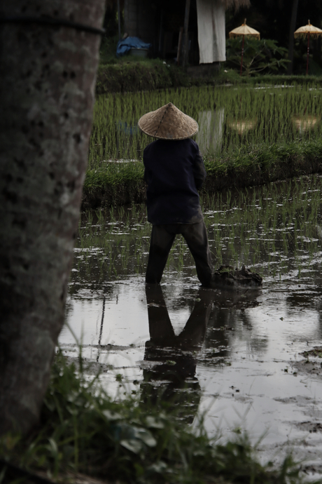 Werken in de rijstvelden 