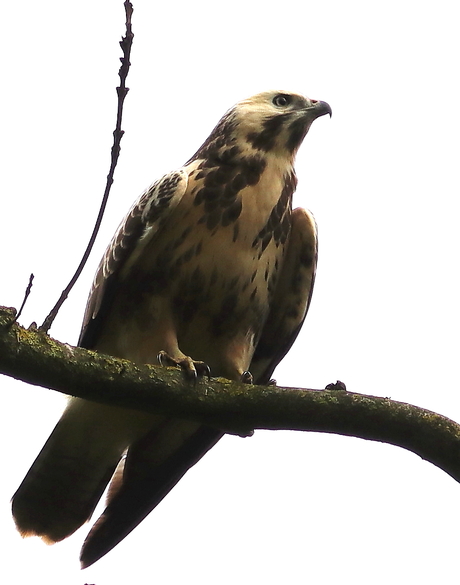 Buizerd