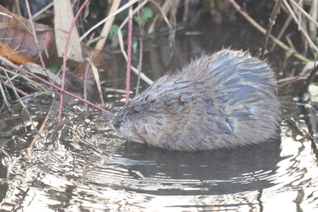 Muskusrat 