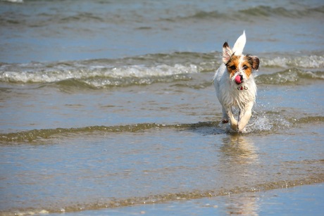 Tess, het leukste strandhondje van Ameland!