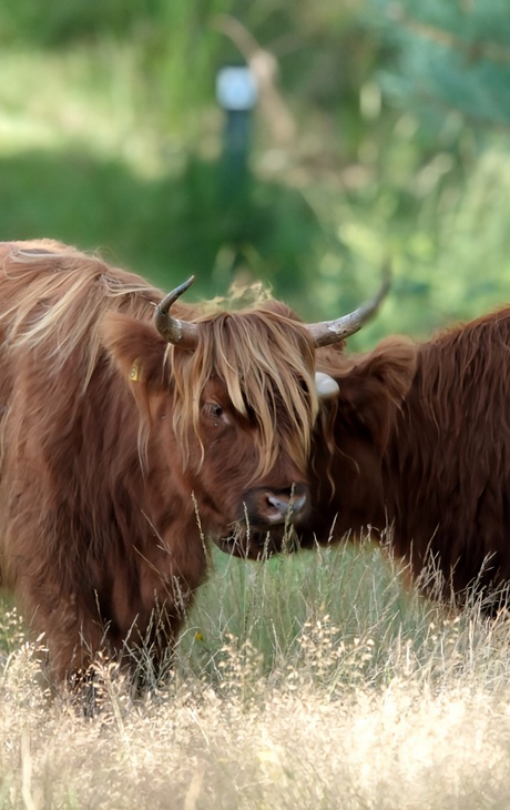 Liefde op de heide