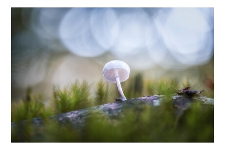 In de stilte van het bos