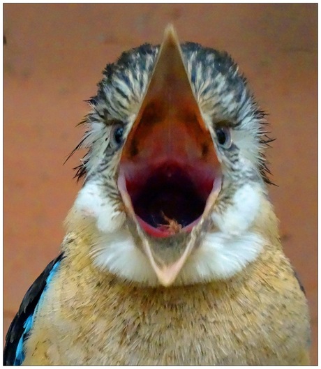 Kookaburra 