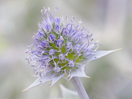 Blauwe zeedistel