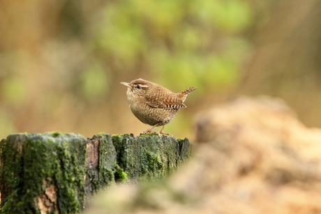 Vogeltje