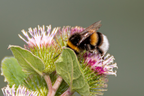 Een Hommel op een distel