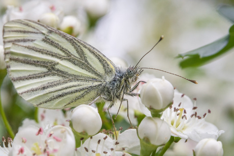 Klein Geaderd Witje met een "just out of bed"-look