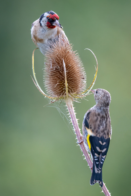 Samen delen (?)