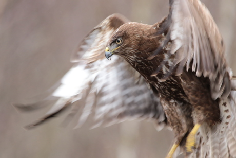 Buizerd