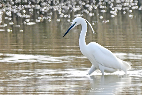 Kleine zilverreiger
