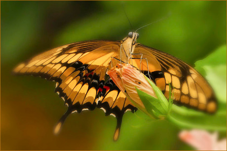 vlinder......................................