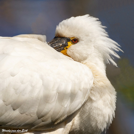 Lepelaar close-up