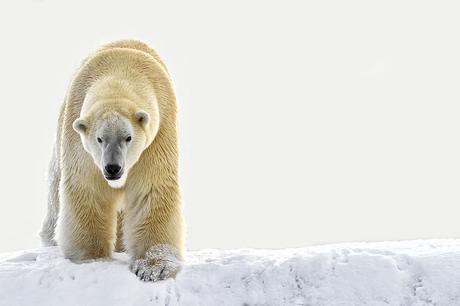 ijsbeer in de sneeuw
