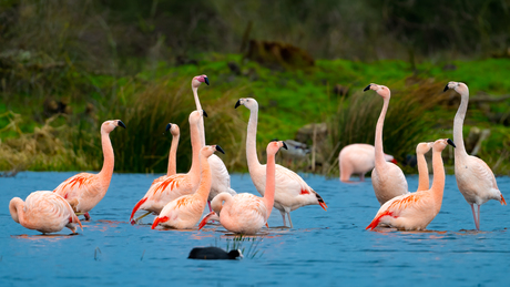 Flamingo meeting