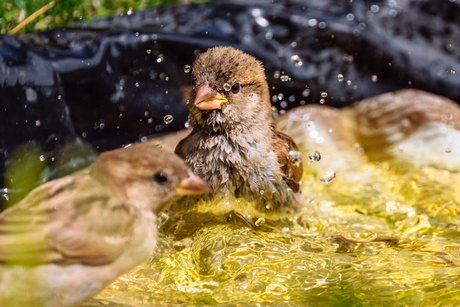 Al die druppeltjes...