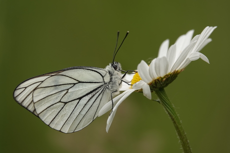 Groot geaderd witje op margriet