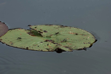 Schaatsenrijden zonder ijs.