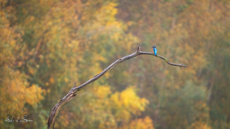 ijsvogel