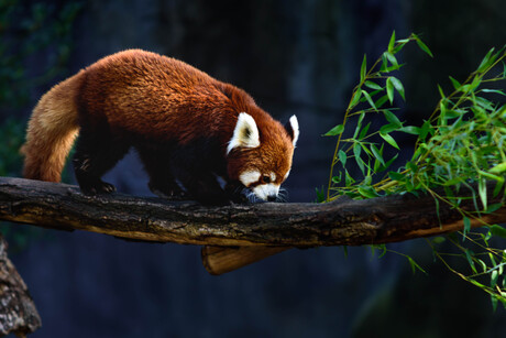 Red panda