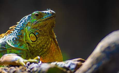 Green Iguana close up