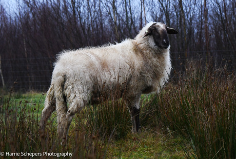 Schaap poseert voor mij in Bargerveen 