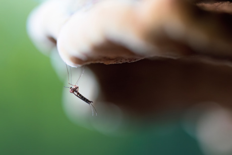 Macrofotografie, wat is het toch leuk