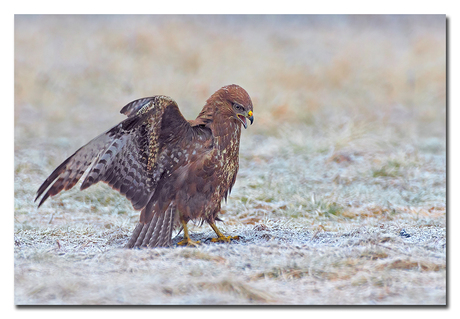 Buizerd