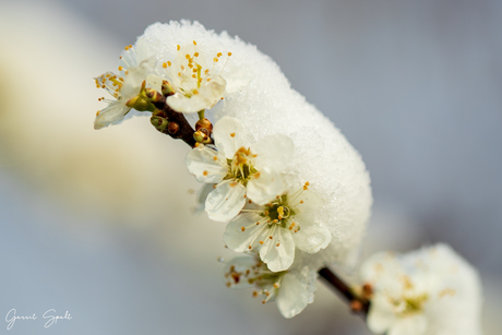 sleedoornbloesem in de sneeuw