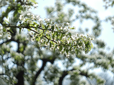 Bloesem en bokeh