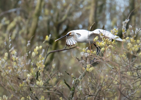 Lepelaar, klaar om weg te vliegen