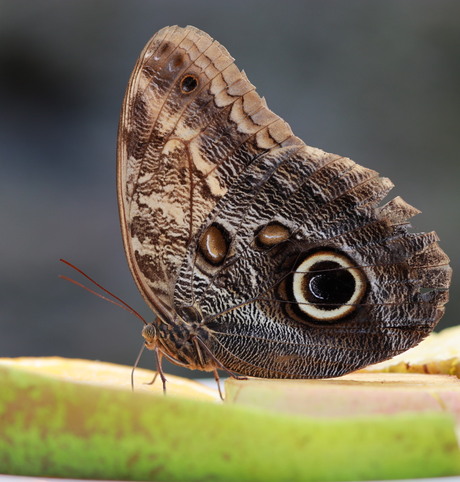 Vlinder