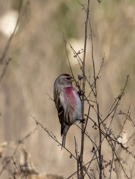 Barmsijs in het ochtend zonnetje 