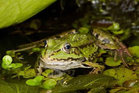 Groene kikker