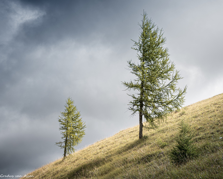 Tortured by the wind, growing towards the sun....
