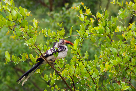Vogel in Zuid-Afrika