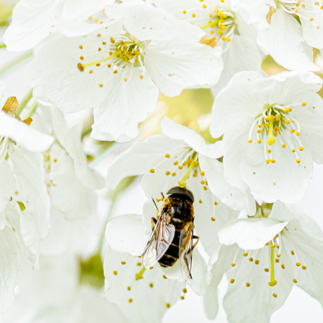 Lente op komst