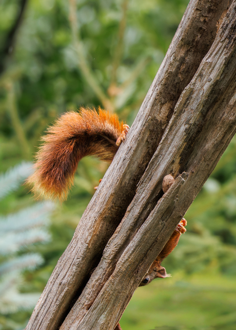 waar zit nu die noot ?