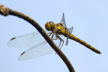 De Heide Libelle