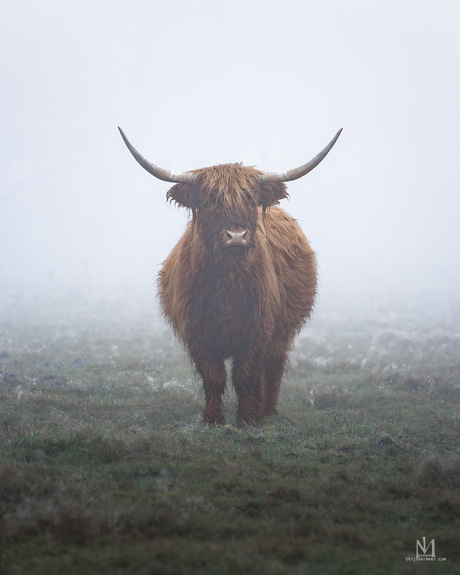 Schotse Hooglander in de mist