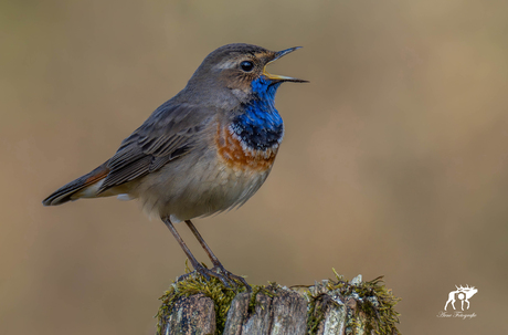 Zingende Blauwborst